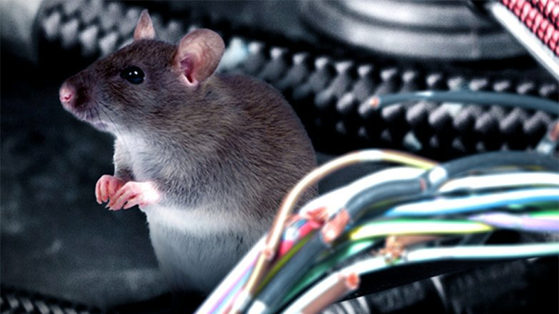 Nguy cơ hư hỏng xe từ chuột và cách phòng tránh